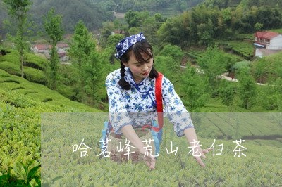 哈茗峰荒山老白茶/2023061629605