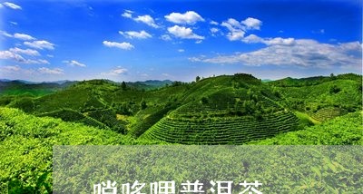 哨哆哩普洱茶/2023042502055