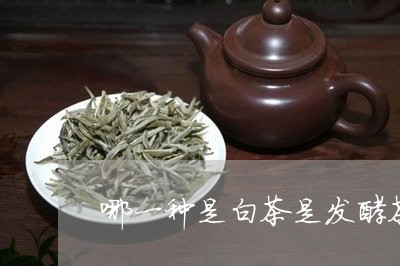 哪一种是白茶是发酵茶/2023092846260