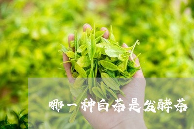 哪一种白茶是发酵茶/2023071768280