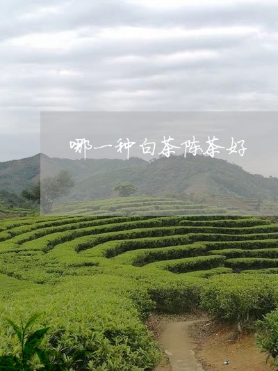 哪一种白茶陈茶好/2023061669513