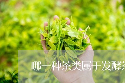 哪一种茶类属于发酵茶/2023071506158