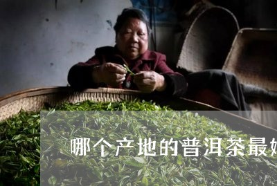 哪个产地的普洱茶最好/2023100894058