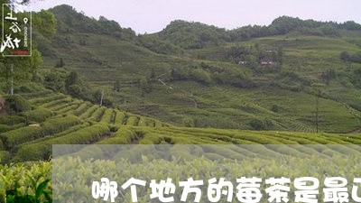 哪个地方的莓茶是最正宗的普洱茶/2023060247381