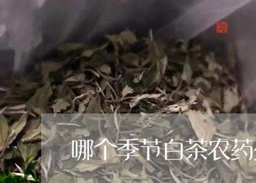 哪个季节白茶农药少/2023071792724