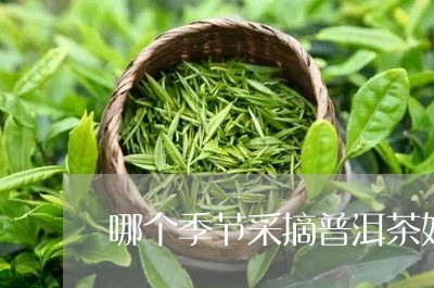 哪个季节采摘普洱茶好喝/2023102598404