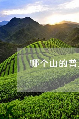 哪个山的普洱茶香气足/2023092988279