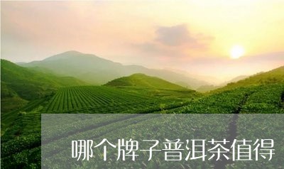 哪个牌子普洱茶值得/2023091304180