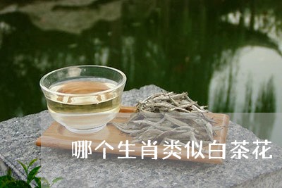 哪个生肖类似白茶花/2023071738271