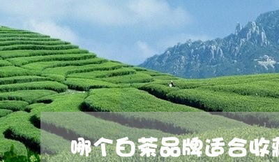 哪个白茶品牌适合收藏/2023092820694