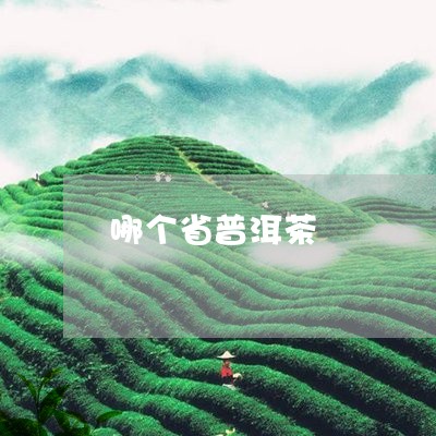 哪个省普洱茶/2023042640480