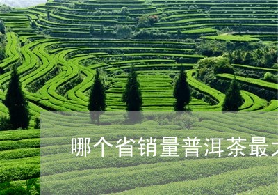 哪个省销量普洱茶最大呢/2023103138401