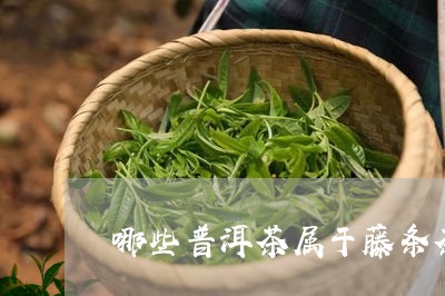 哪些普洱茶属于藤条茶的/2023121505058