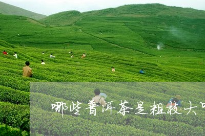 哪些普洱茶是粗枝大叶/2023062831514