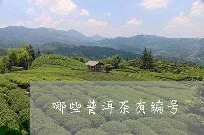 哪些普洱茶有编号/2023082919570