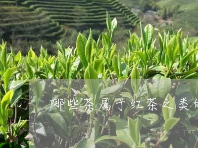 哪些茶属于红茶之类的/2023071479461