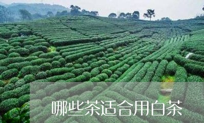 哪些茶适合用白茶/2023061606957