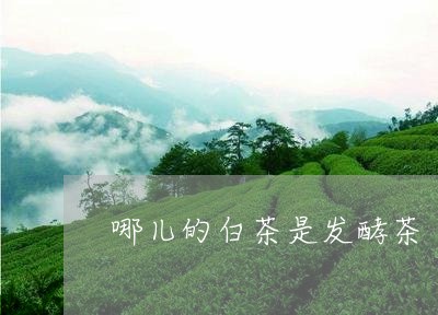 哪儿的白茶是发酵茶/2023071774716