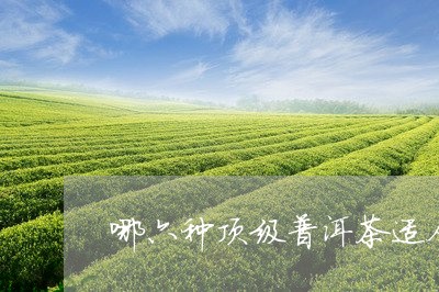 哪六种顶级普洱茶适合存放/2023121550503