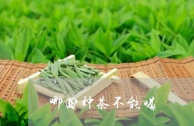 哪四种茶不能喝/2023042984830