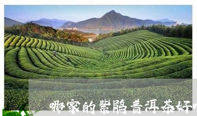 哪家的紫鹃普洱茶好喝/2023073084747