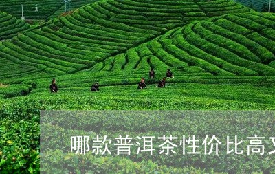 哪款普洱茶性价比高又好喝一点/2023110342826