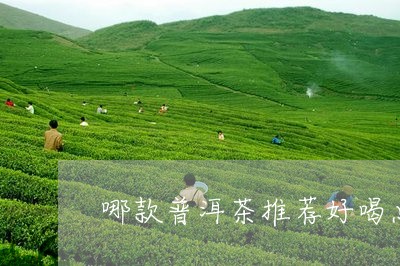 哪款普洱茶推荐好喝点/2023110570605