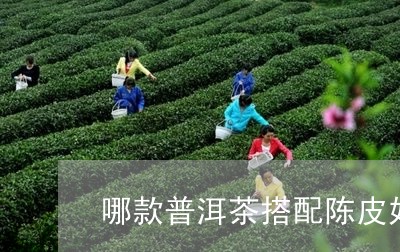 哪款普洱茶搭配陈皮好一点/2023112538281