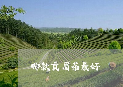 哪款贡眉茶最好/2023112552717