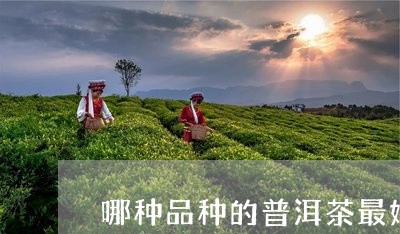 哪种品种的普洱茶最好/2023100593825