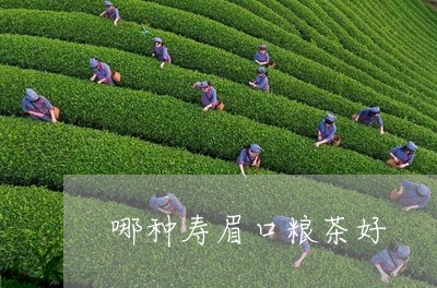 哪种寿眉口粮茶好/2023090872814