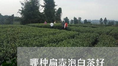 哪种扁壶泡白茶好/2023061605931