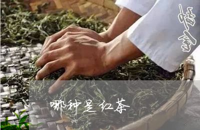 哪种是红茶/2023110960682