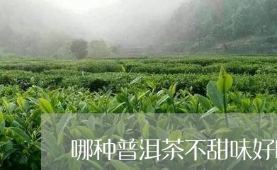 哪种普洱茶不甜味好喝一点/2023112642604