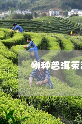 哪种普洱茶刮油最厉害/2023073015060