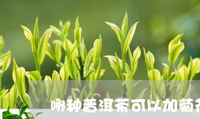 哪种普洱茶可以加菊花/2023080140514