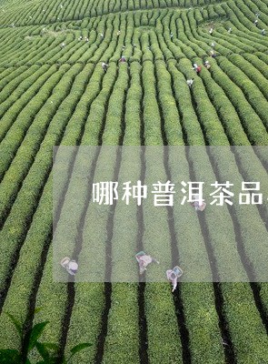 哪种普洱茶品种好价值最多/2023082578573