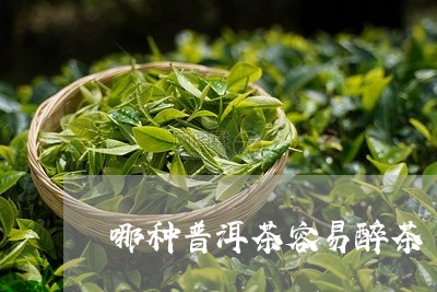 哪种普洱茶容易醉茶/2023091439581