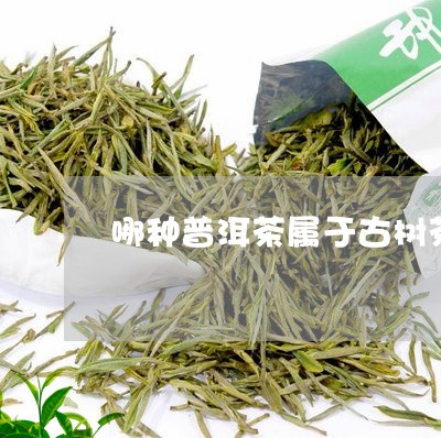 哪种普洱茶属于古树茶/2023080326392