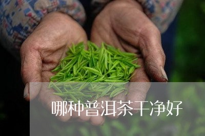 哪种普洱茶干净好/2023112623836