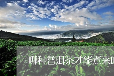 哪种普洱茶才能煮来喝/2023062300504