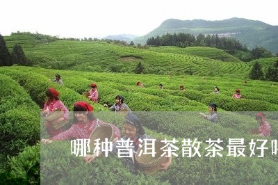 哪种普洱茶散茶最好喝的/2023110569493