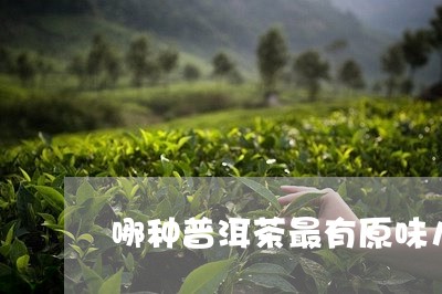 哪种普洱茶最有原味儿的/2023110593846