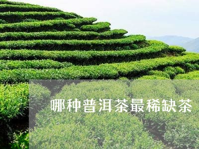 哪种普洱茶最稀缺茶/2023070984169