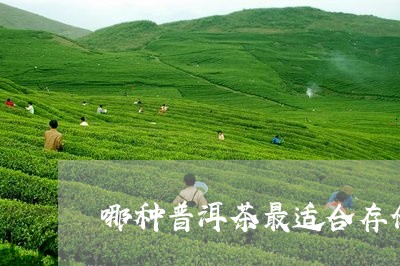 哪种普洱茶最适合存储/2023073179582