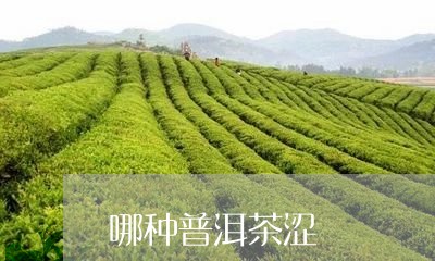 哪种普洱茶涩/2023042783652