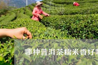 哪种普洱茶糯米香好喝一点/2023082767371