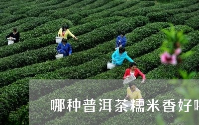 哪种普洱茶糯米香好喝点/2023050695138