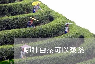 哪种白茶可以蒸茶/2023061603969