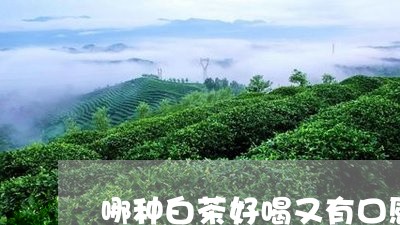 哪种白茶好喝又有口感/2023092838179